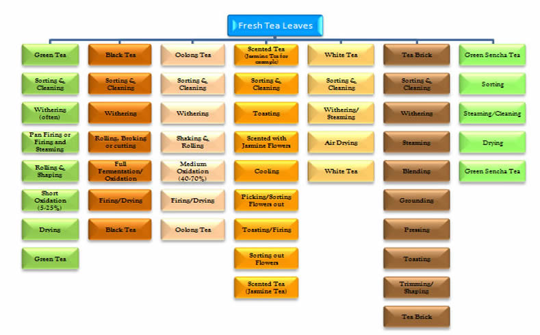 Tea Manufacturing Steps