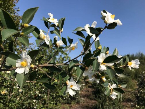 Tea Flower