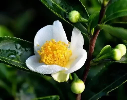 Tea Flower