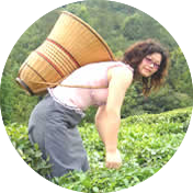 Tea Harvest